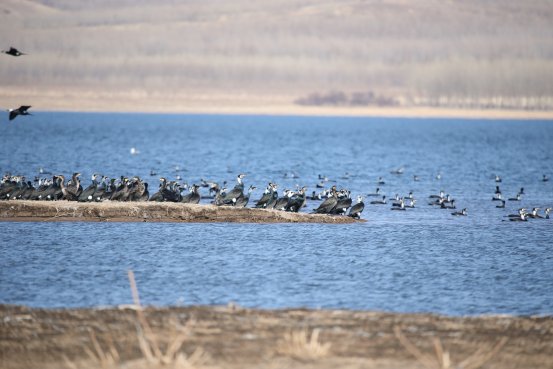 春节期间还有香港乘车优惠